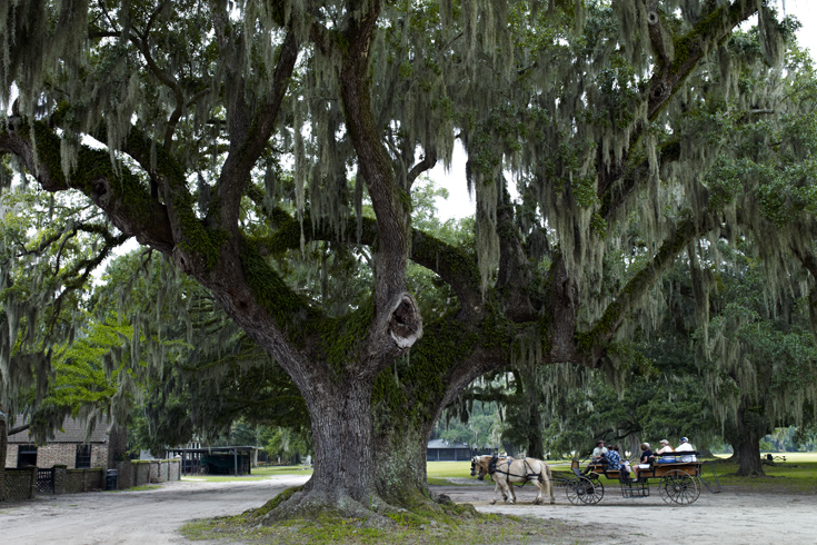 Survey the blooms at Magnolia Plantation and Gardens. 